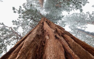 How Aluminum Foil Can Help Protect Sequoia Trees From Wildfires